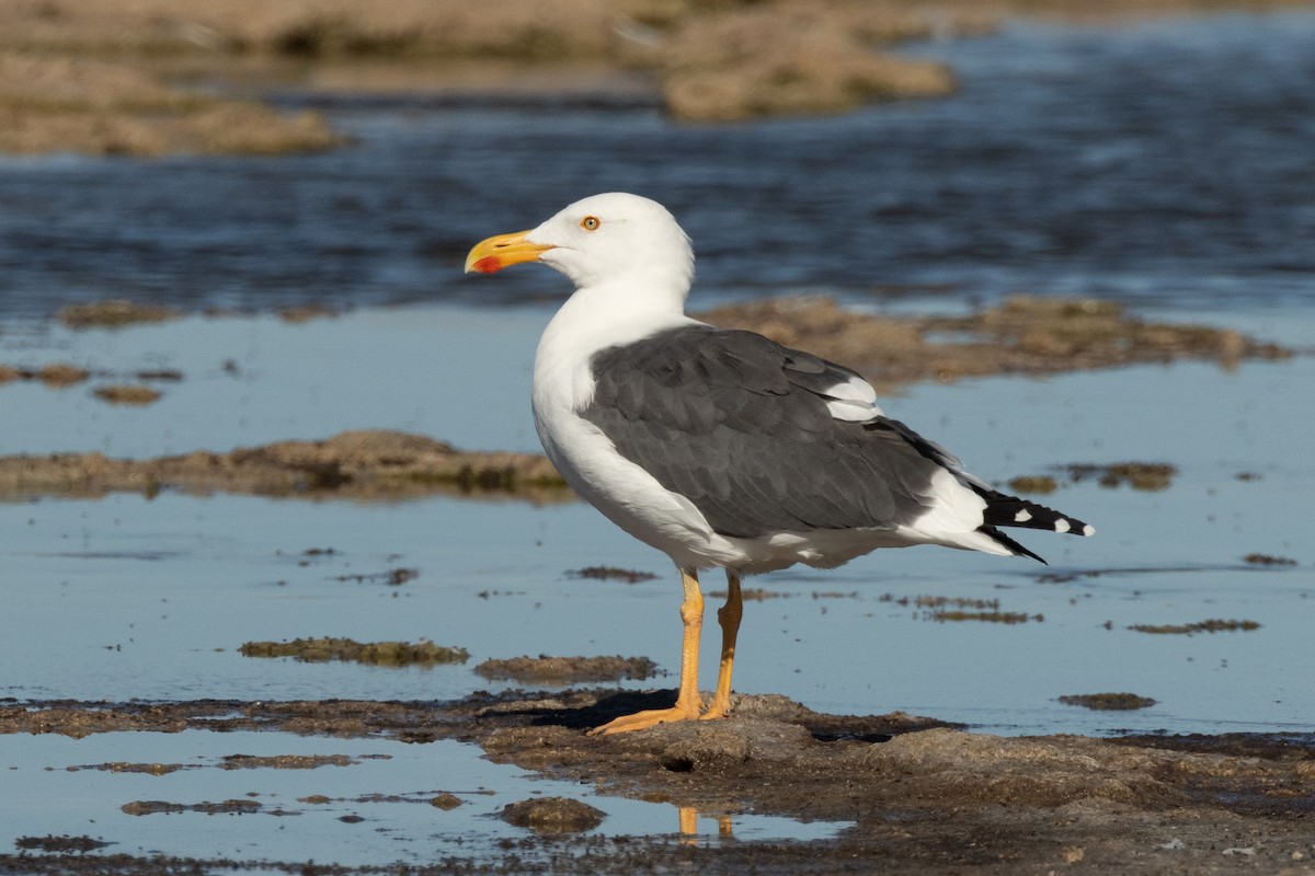 Sarı Ayaklı Martı - ML646468164