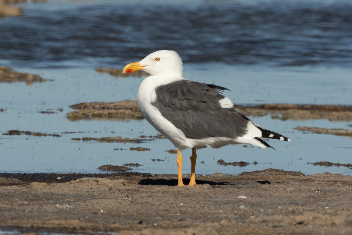 Sarı Ayaklı Martı - ML646468165