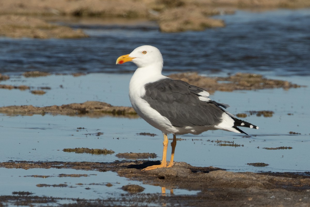 Sarı Ayaklı Martı - ML646468166