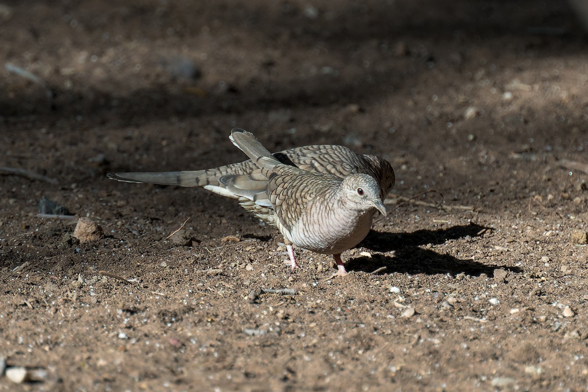 Inca Dove - ML646468170