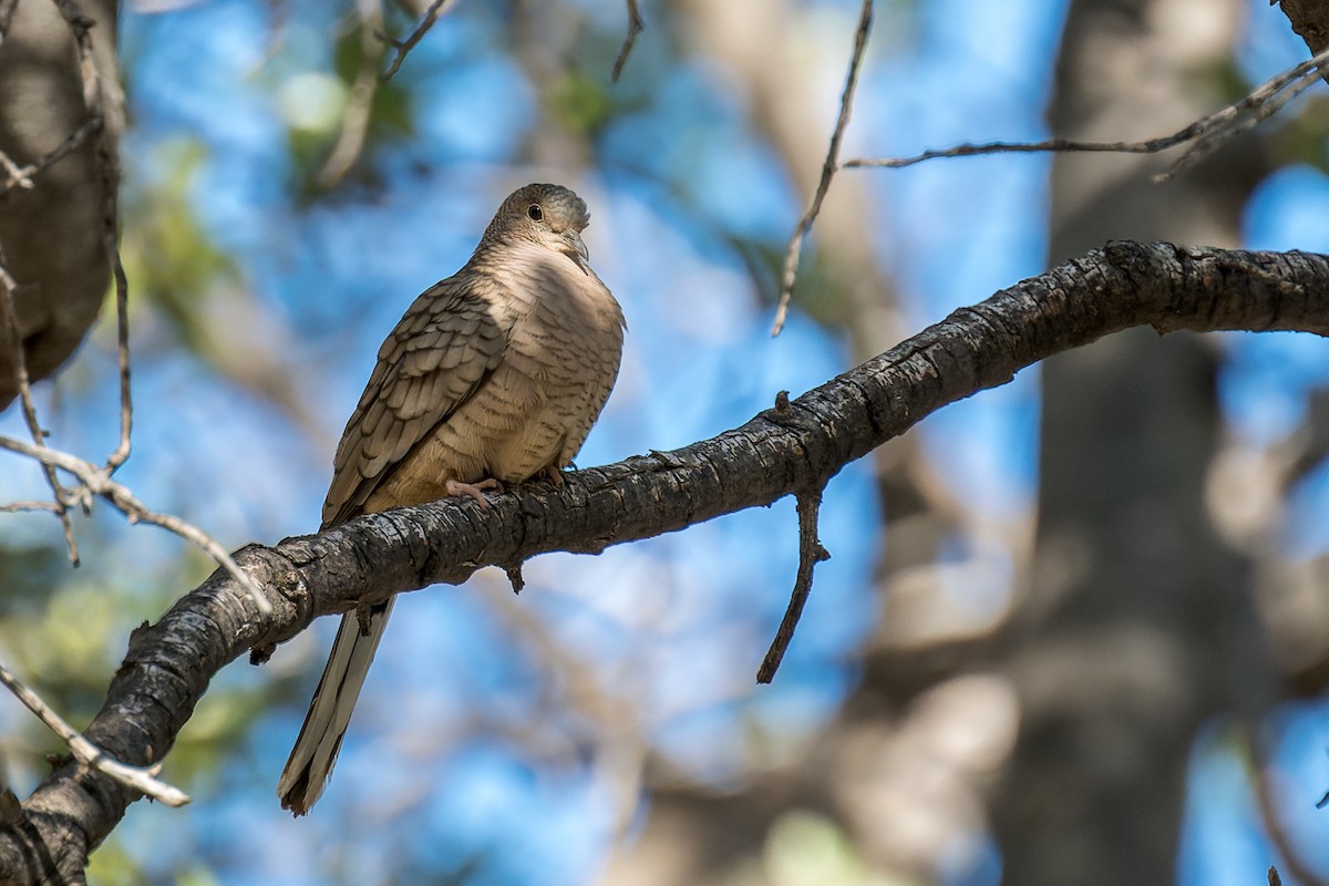 Inca Dove - ML646468171