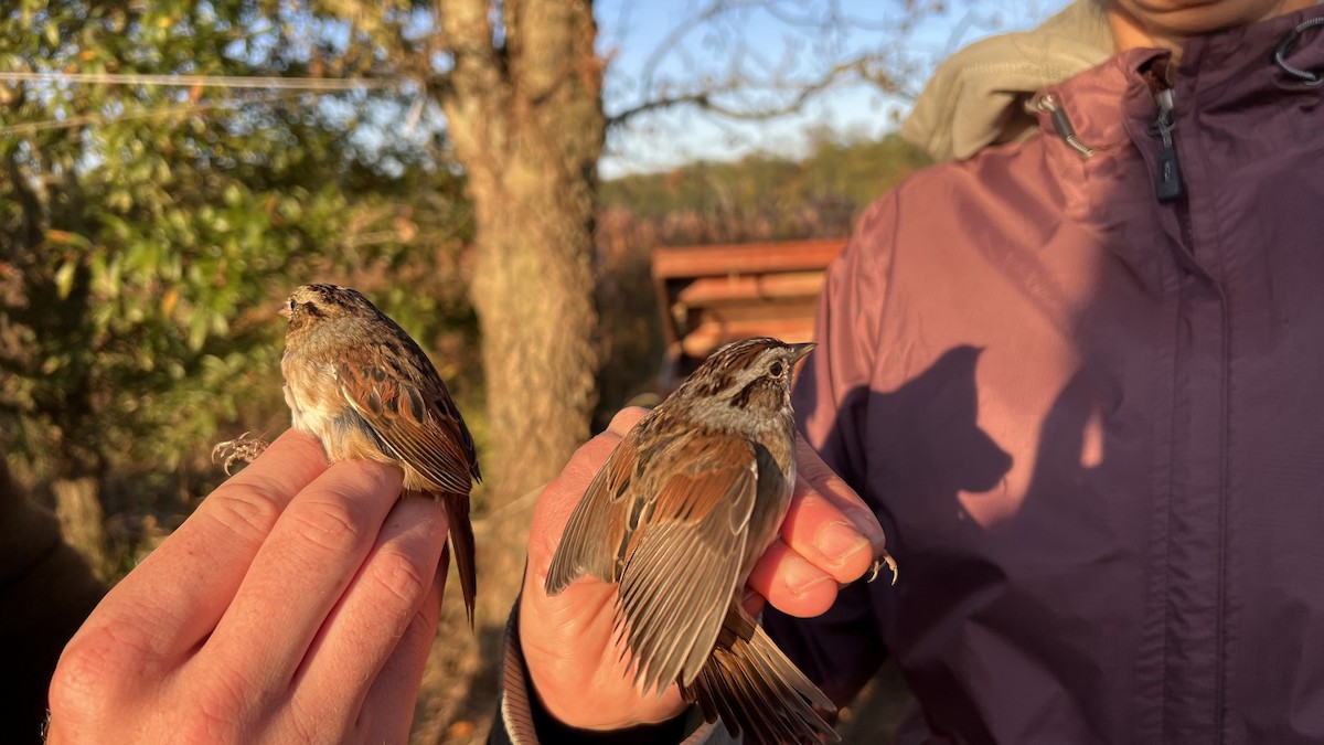 Swamp Sparrow - ML646468172
