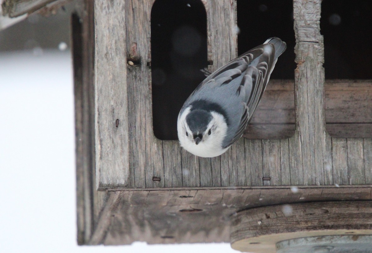 Weißbrustkleiber - ML646468173