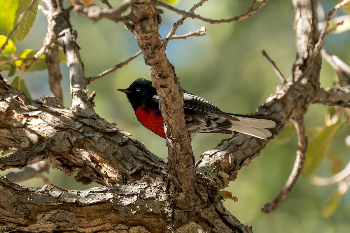 Painted Redstart - ML646468174
