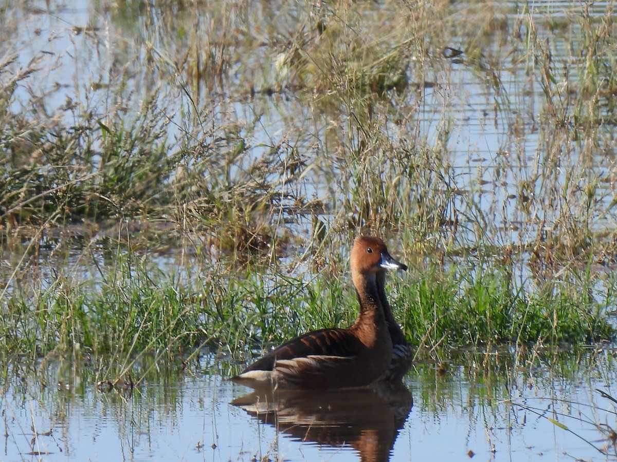 Fulvous Whistling-Duck - ML646468180
