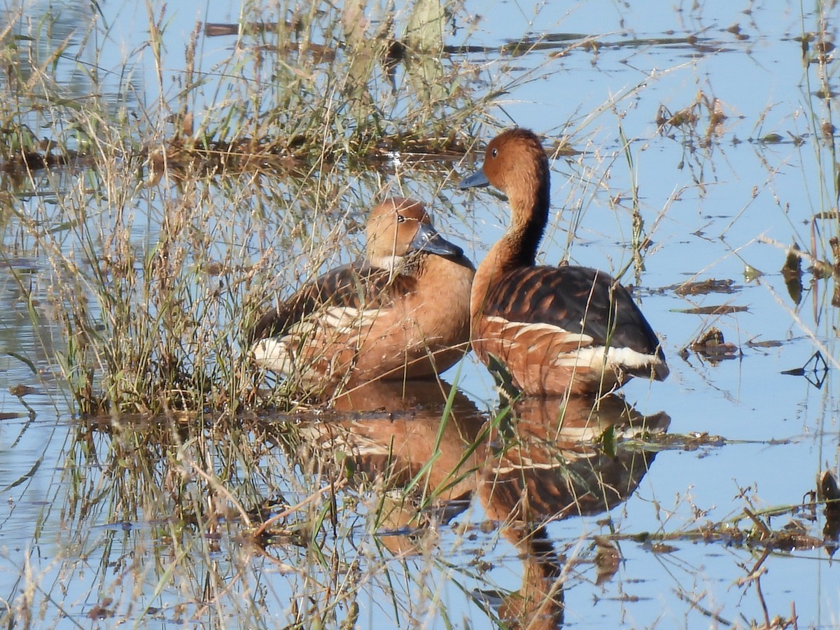 Fulvous Whistling-Duck - ML646468181