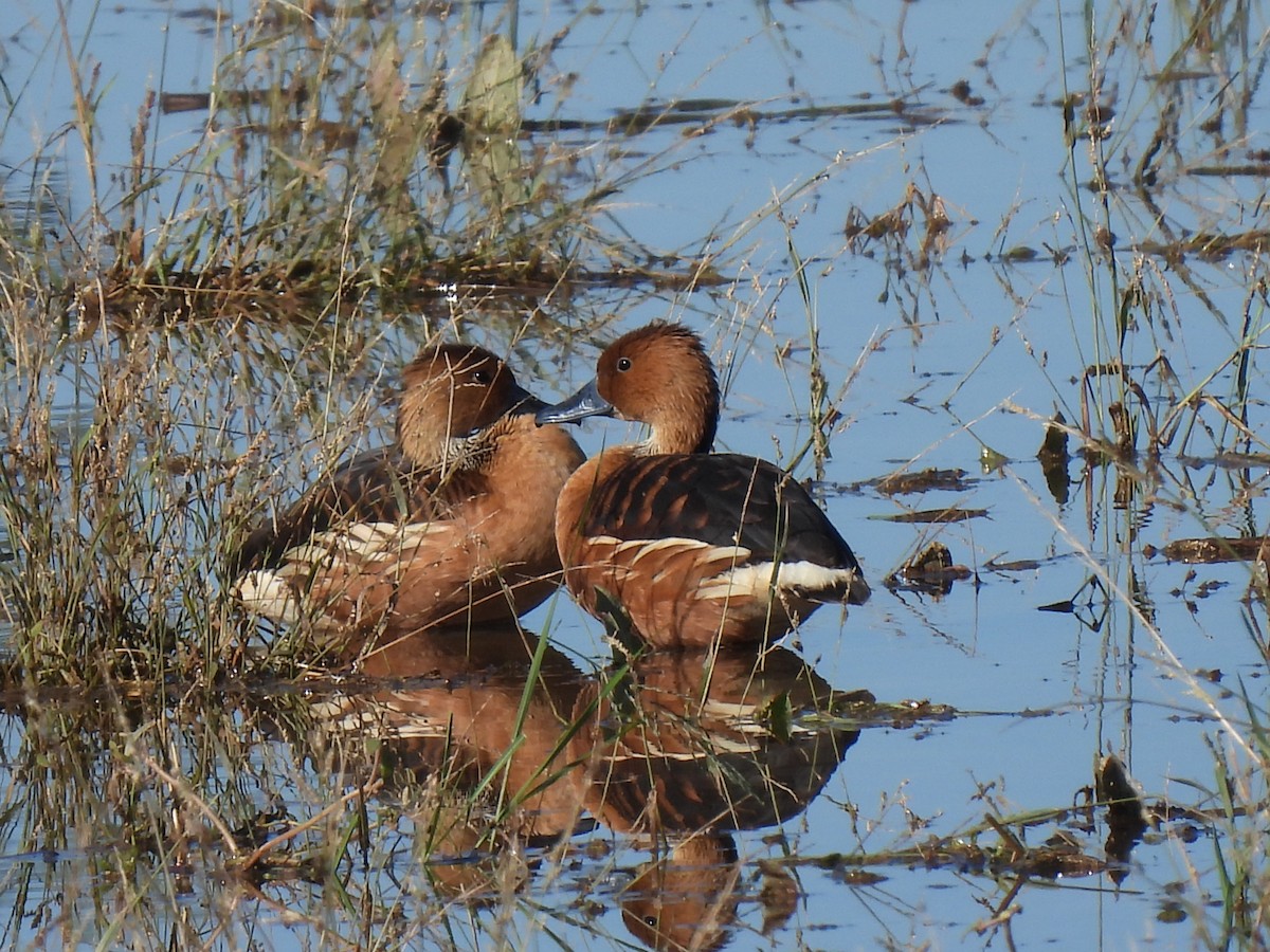 Fulvous Whistling-Duck - ML646468182