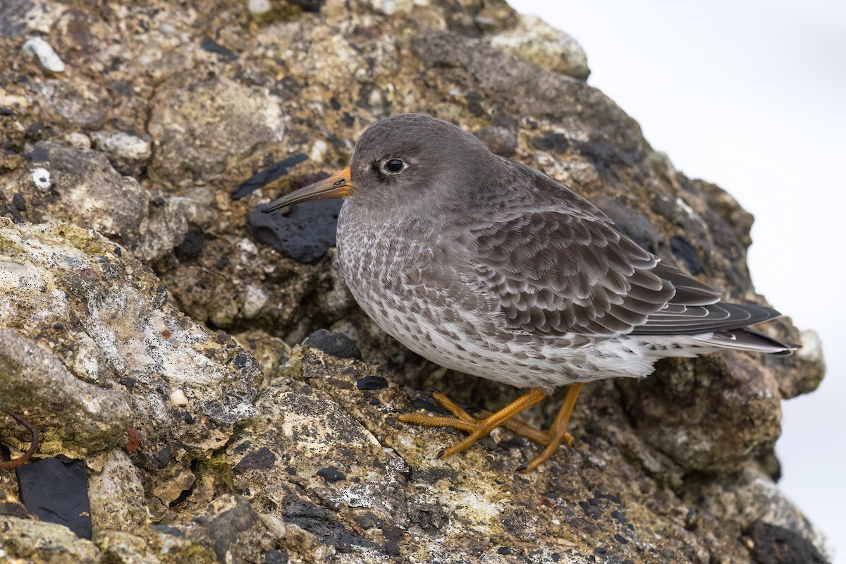 Purple Sandpiper - ML646468183