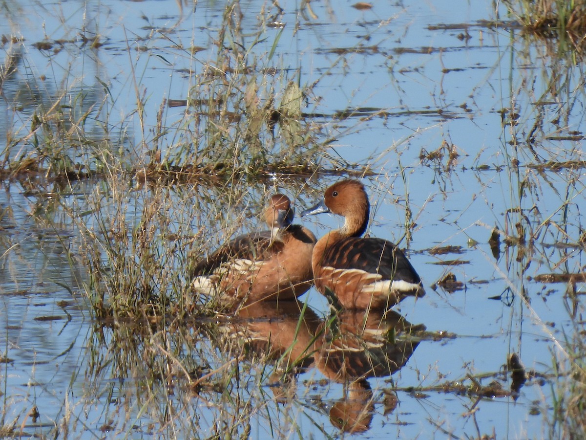 Fulvous Whistling-Duck - ML646468184