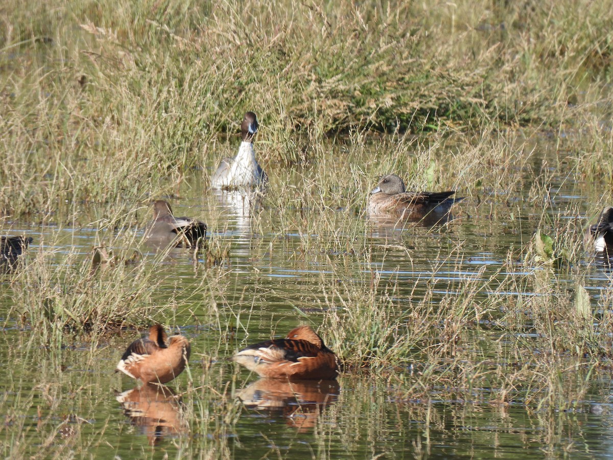 Fulvous Whistling-Duck - ML646468185