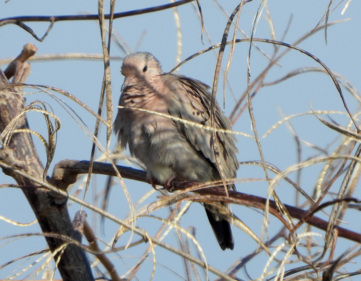 holoubek vrabčí - ML646468186