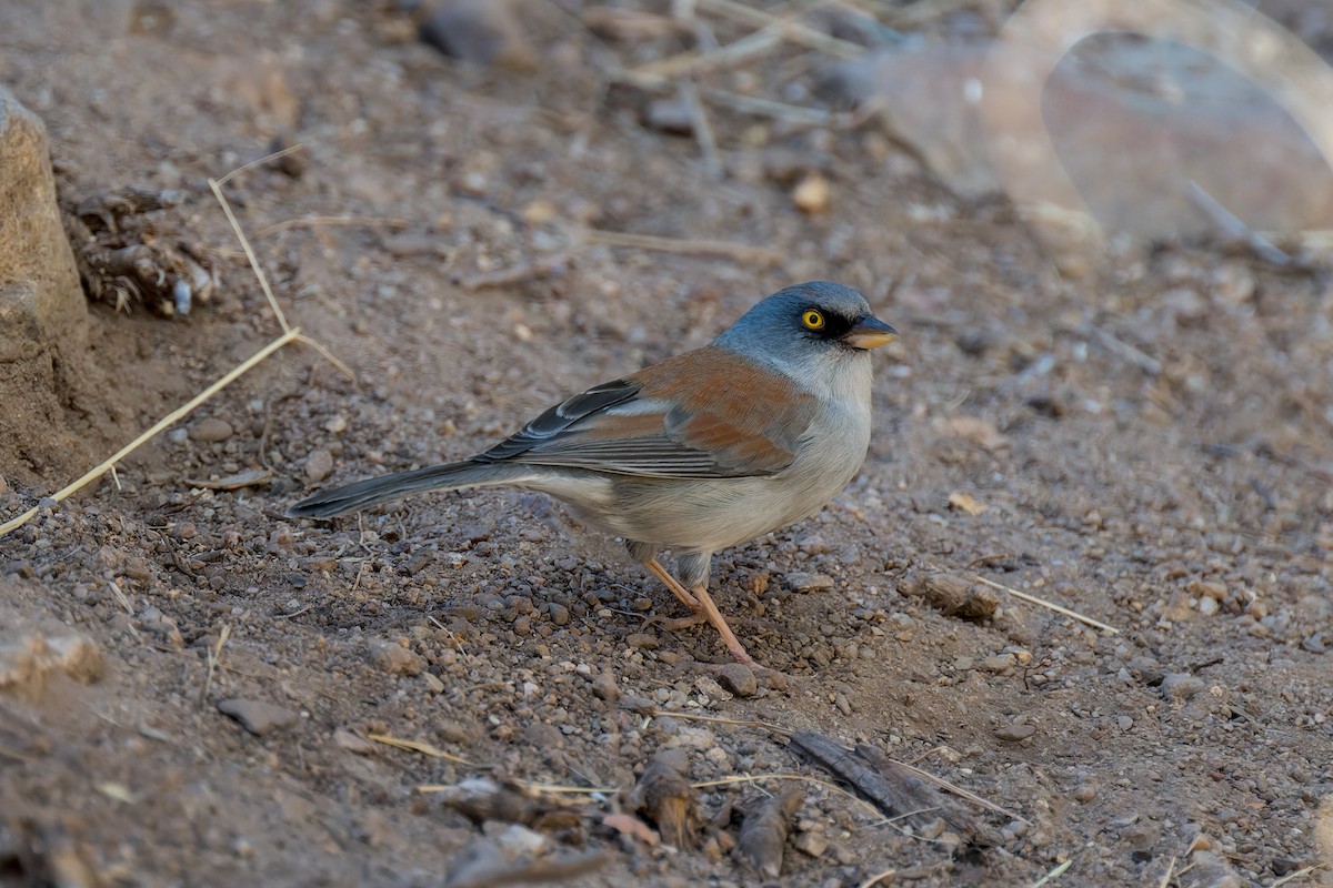 Yellow-eyed Junco - ML646468187
