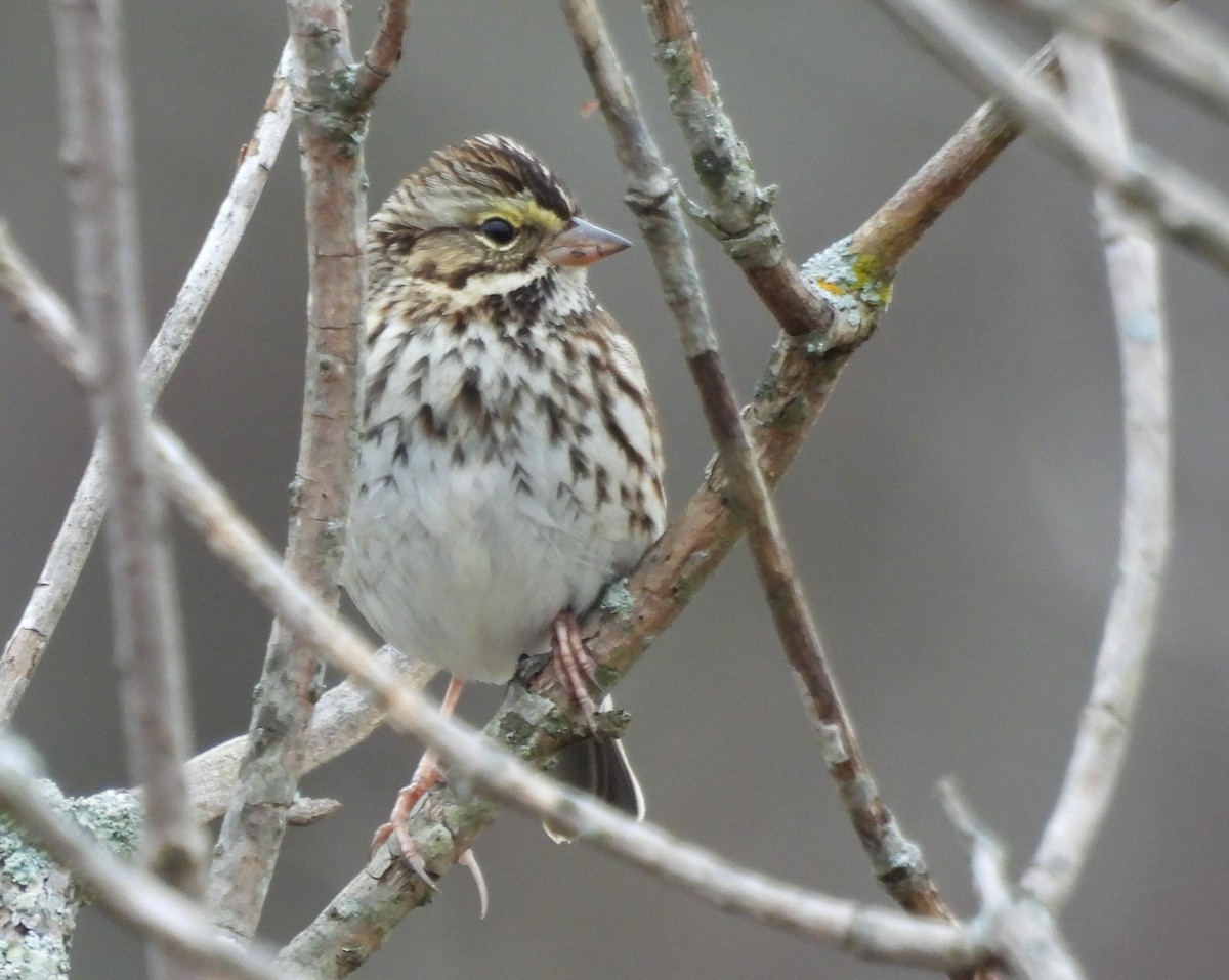 Chingolo Sabanero - ML646468188