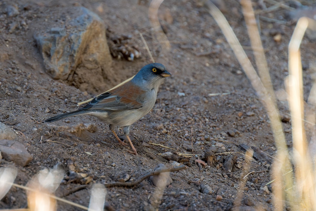 Yellow-eyed Junco - ML646468189