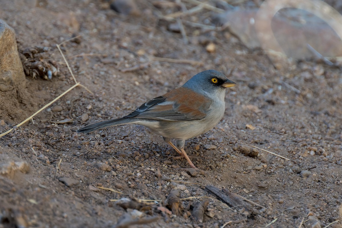 Yellow-eyed Junco - ML646468190