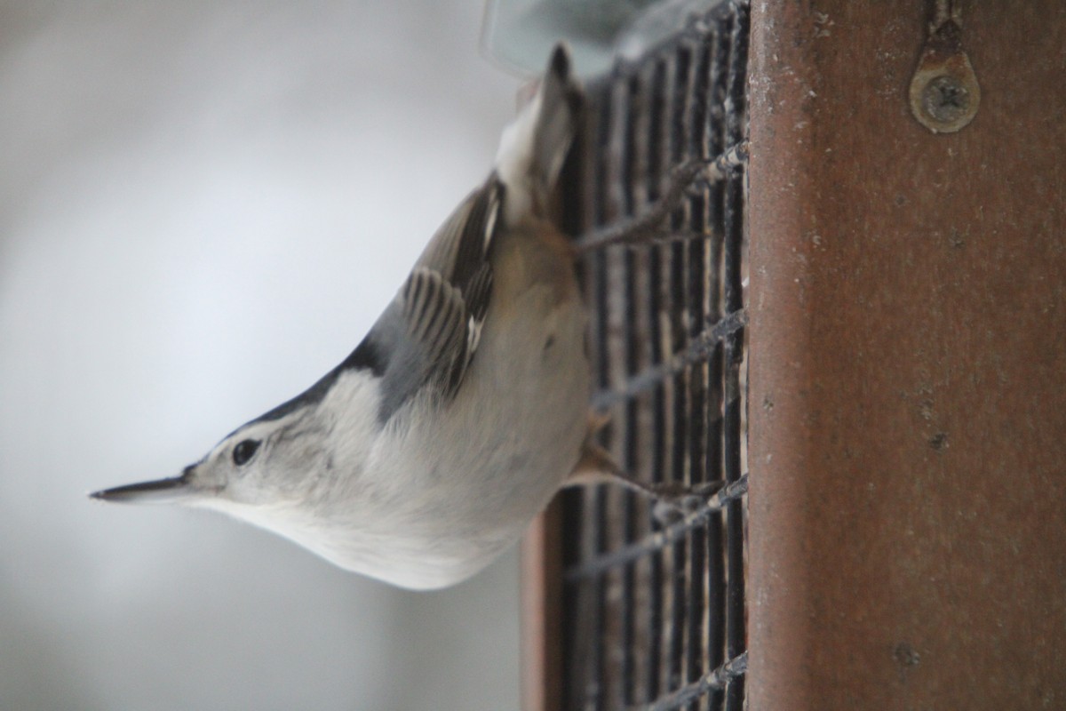 Weißbrustkleiber - ML646468192