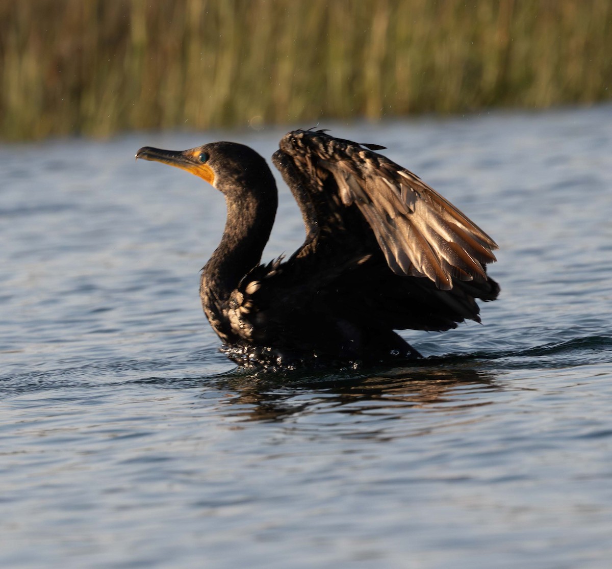 Double-crested Cormorant - ML646468193