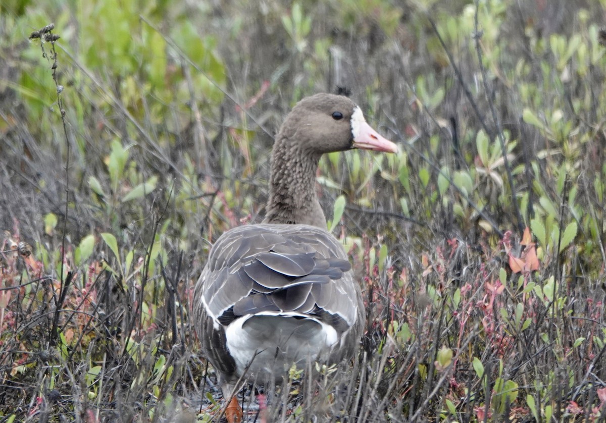 אווז לבן-מצח - ML646468194