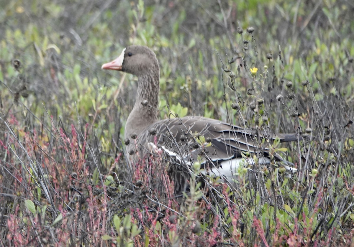 אווז לבן-מצח - ML646468195