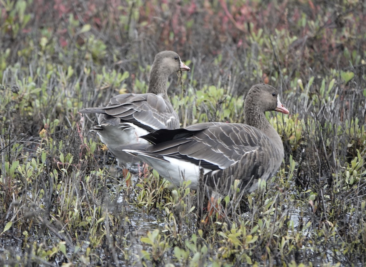 אווז לבן-מצח - ML646468196