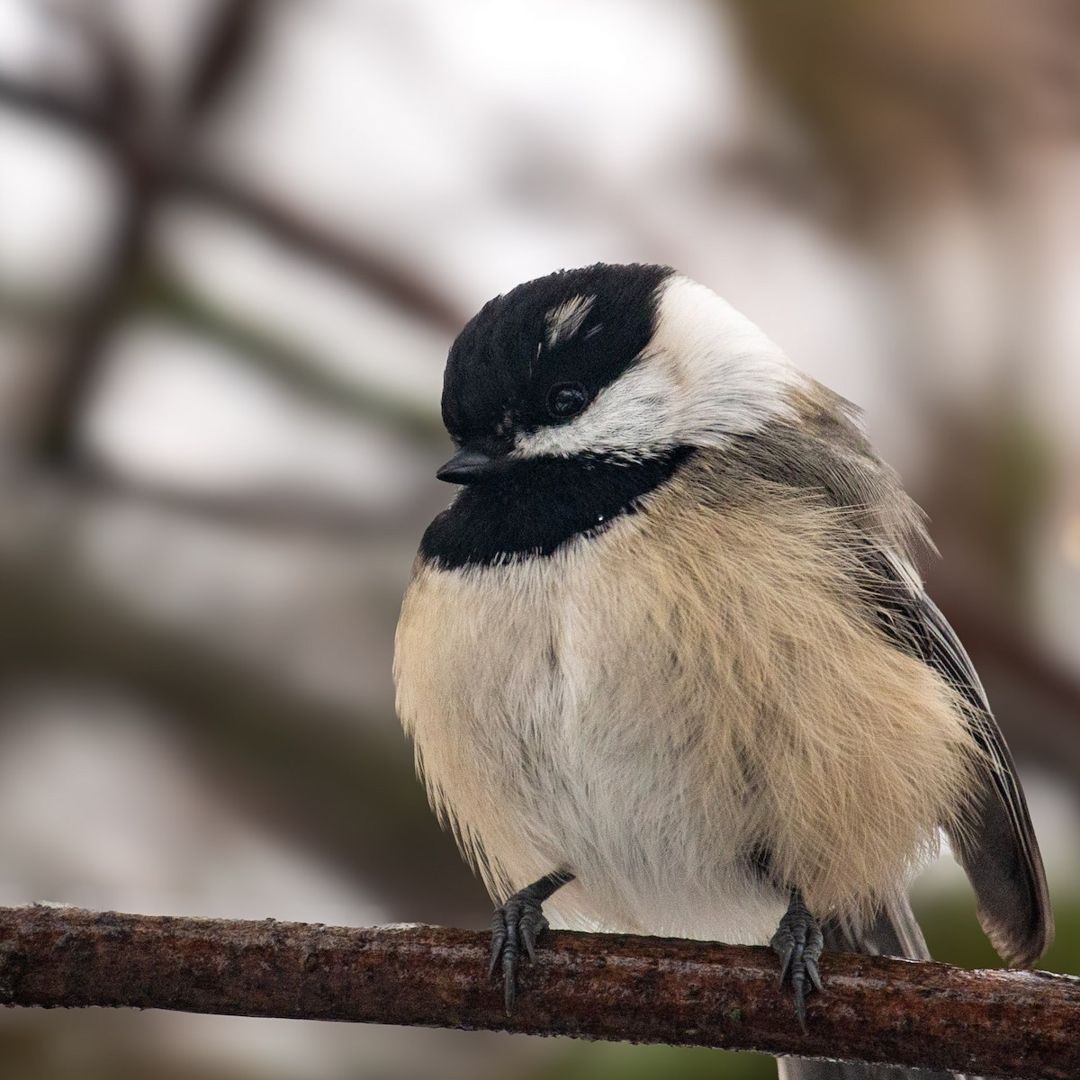 Black-capped x Mountain Chickadee (hybrid) - ML646468197