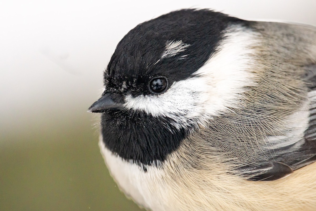Black-capped x Mountain Chickadee (hybrid) - ML646468198