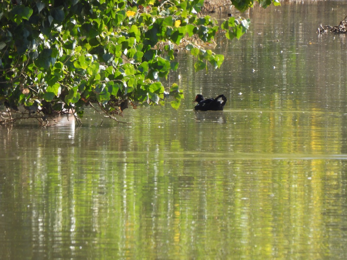 Muscovy Duck (Domestic type) - ML646468199