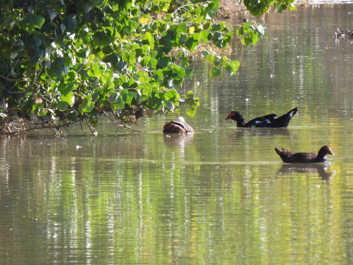 Muscovy Duck (Domestic type) - ML646468200