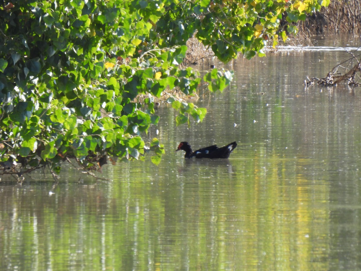 Muscovy Duck (Domestic type) - ML646468201