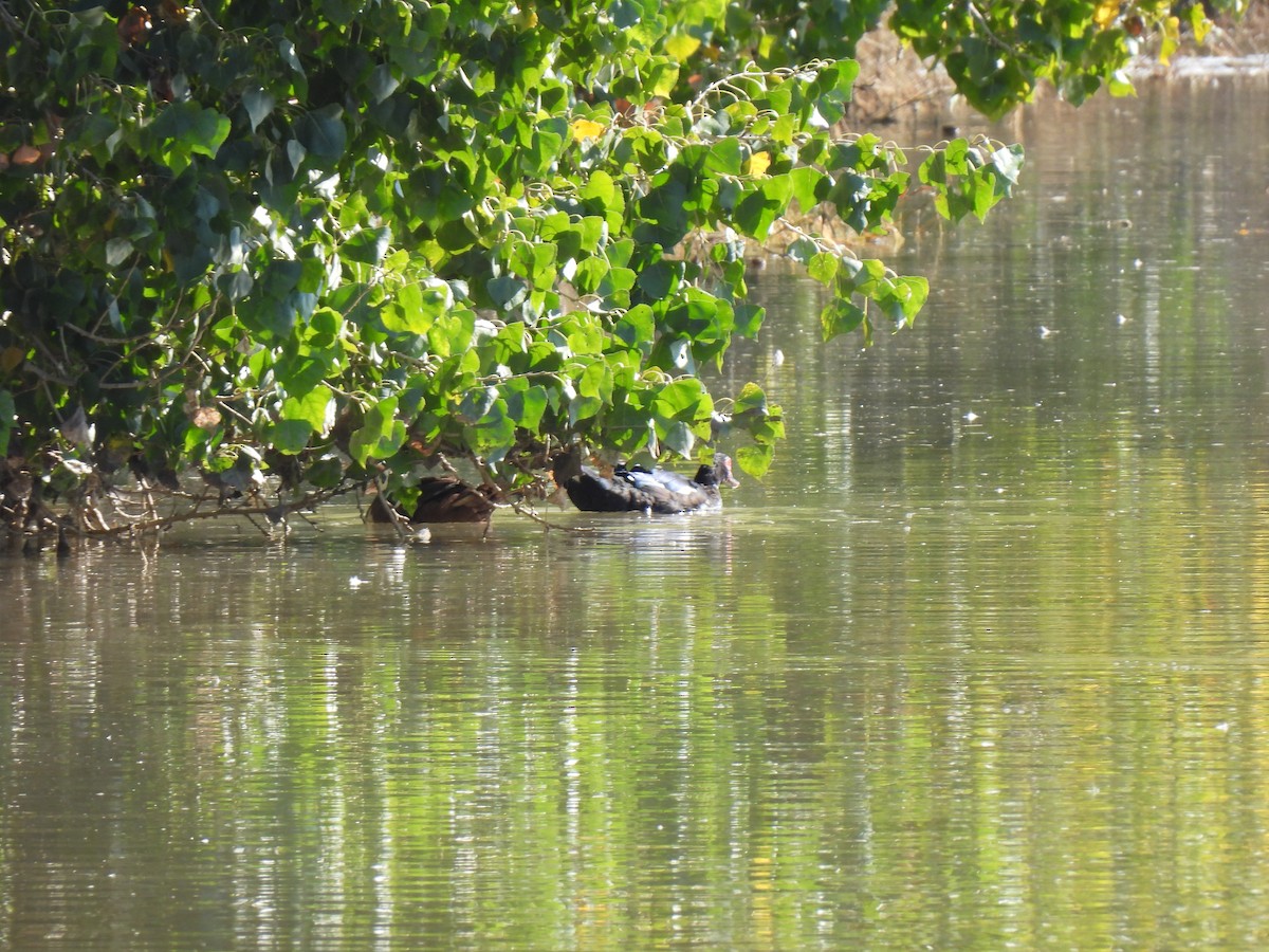 Muscovy Duck (Domestic type) - ML646468202