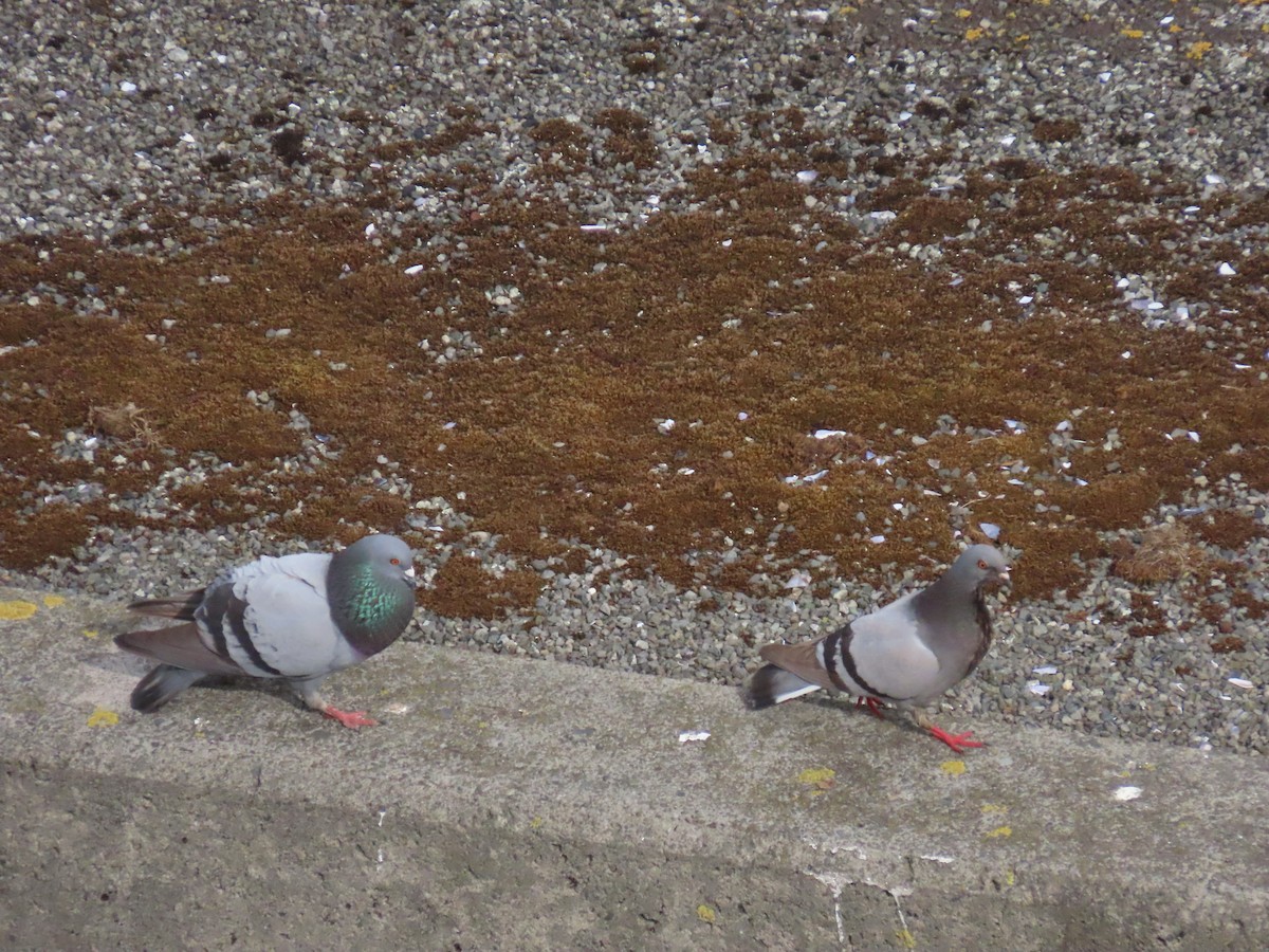Rock Pigeon (Feral Pigeon) - ML646468204