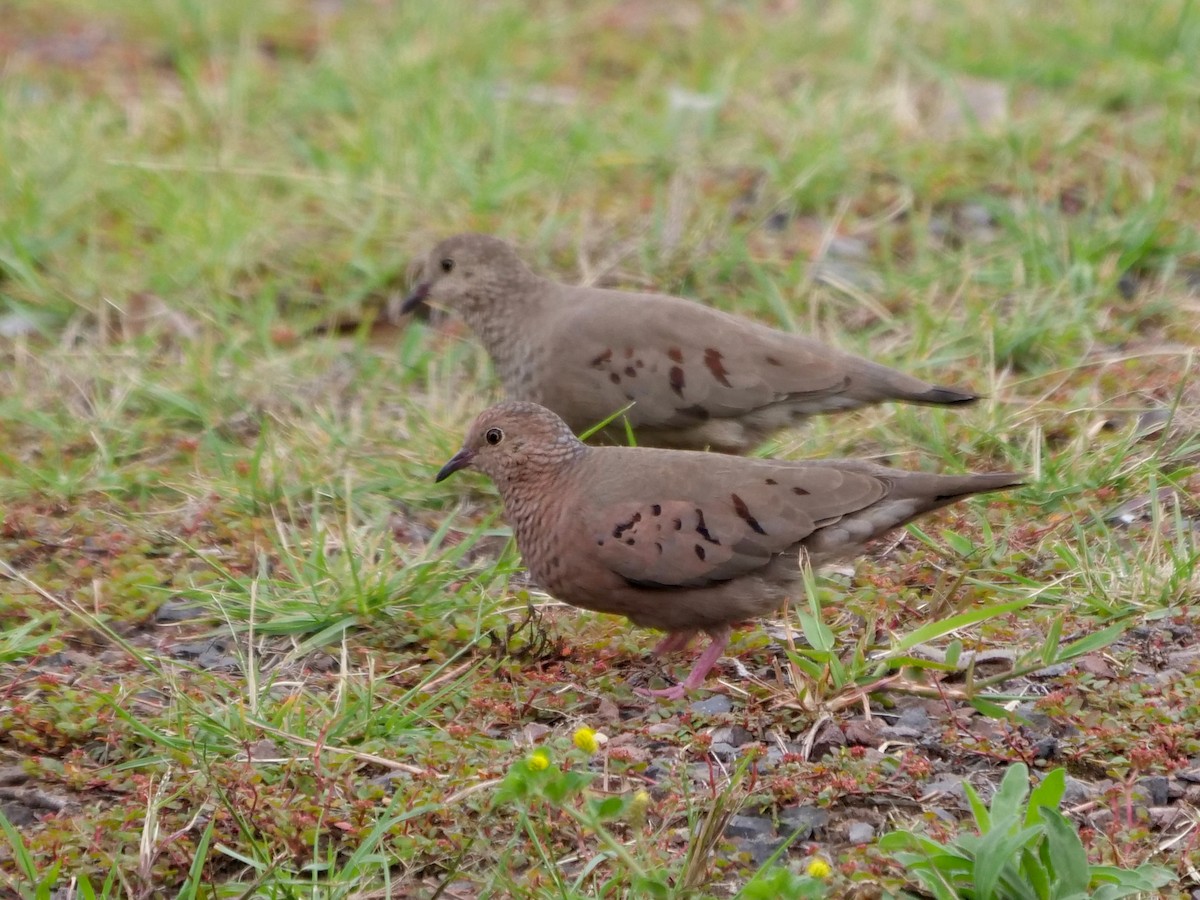 spurvedue - ML646468206