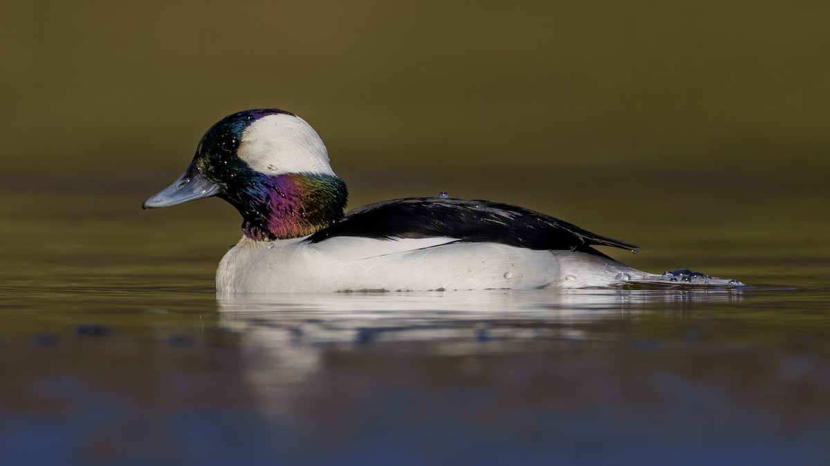 Büffelkopfente - ML646468207