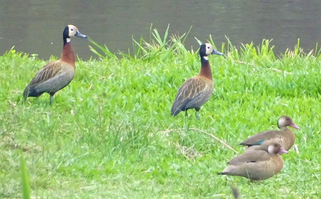 シロガオリュウキュウガモ - ML646468208