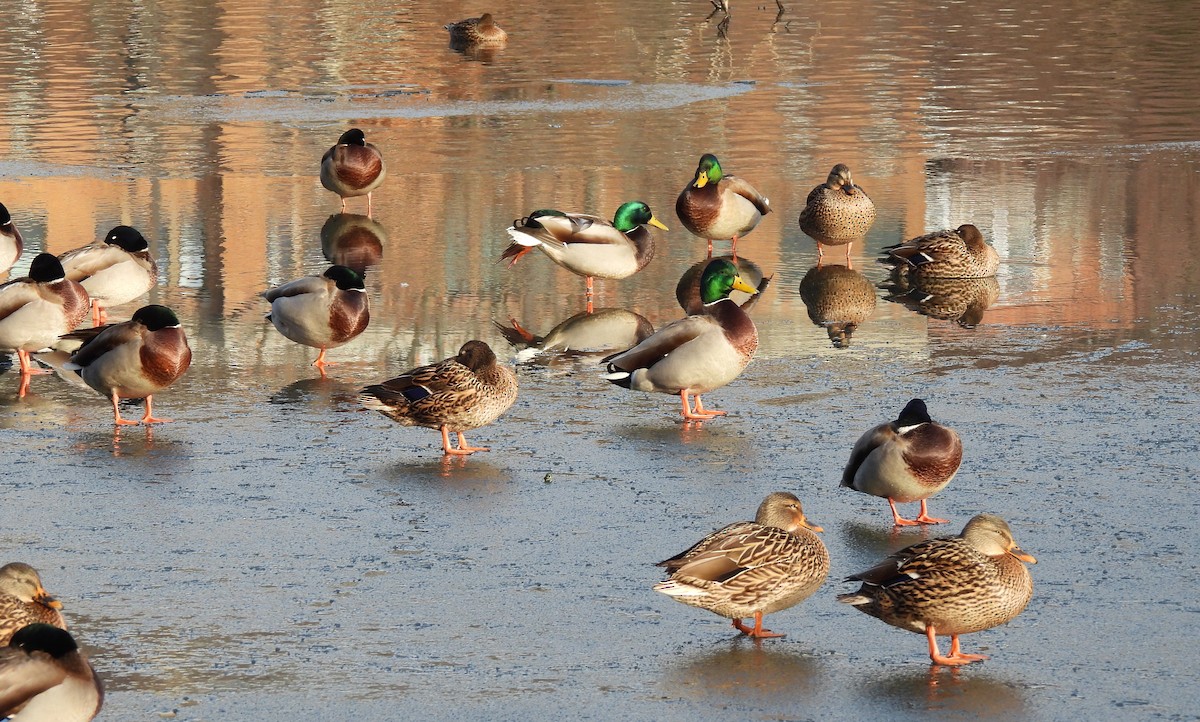 Germano reale - ML646468210