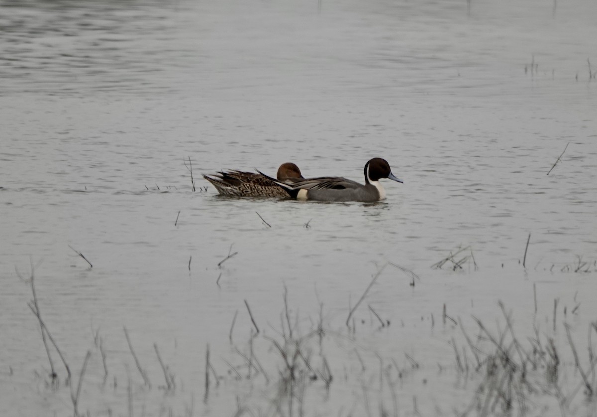 ברווז חד-זנב - ML646468212