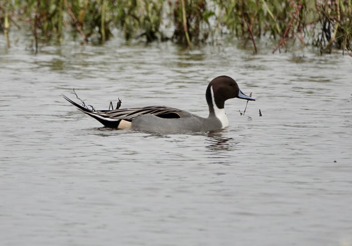 ברווז חד-זנב - ML646468213