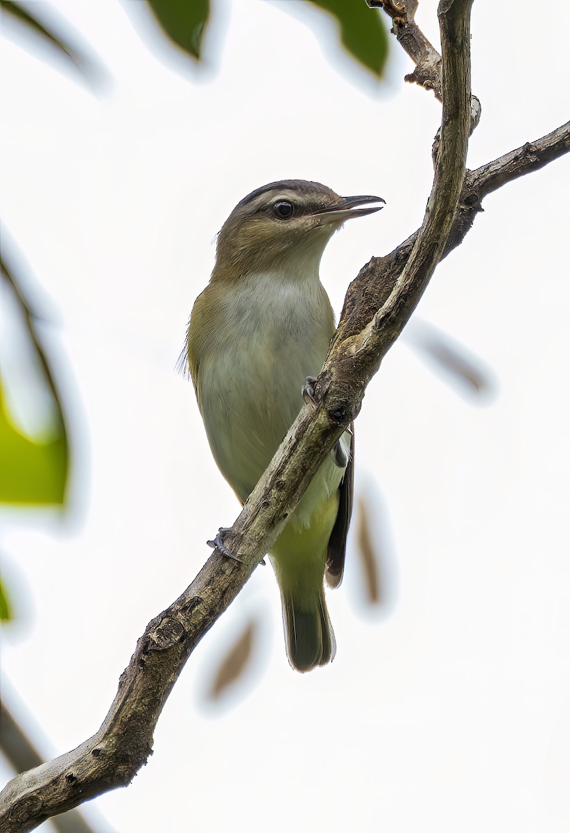 Chivi Vireo - ML646468214