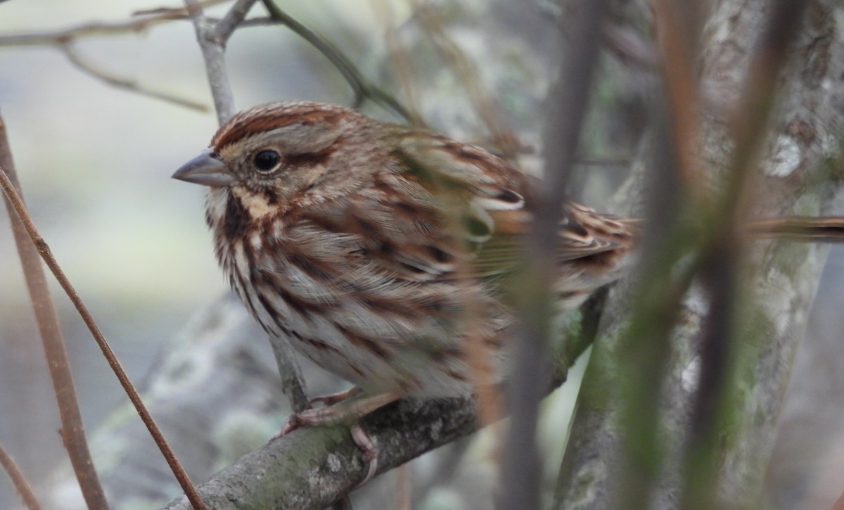 Song Sparrow - ML646468216