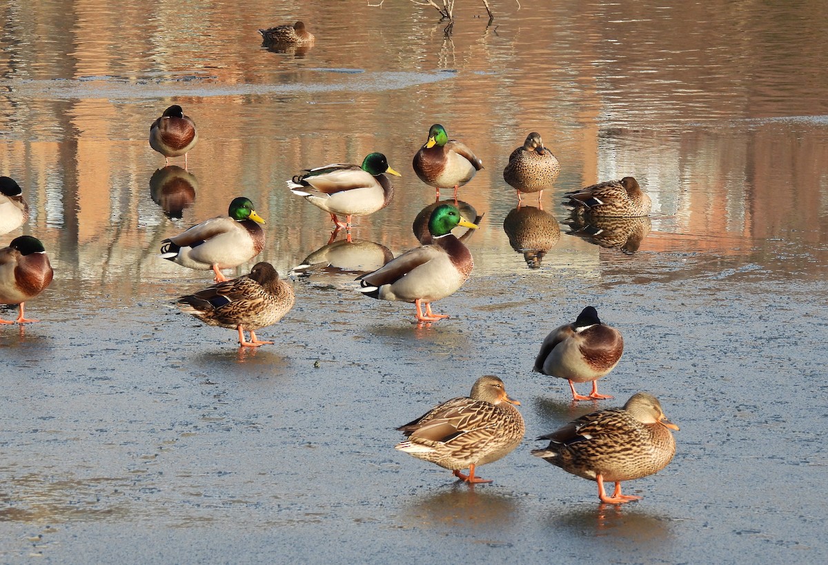 Germano reale - ML646468217