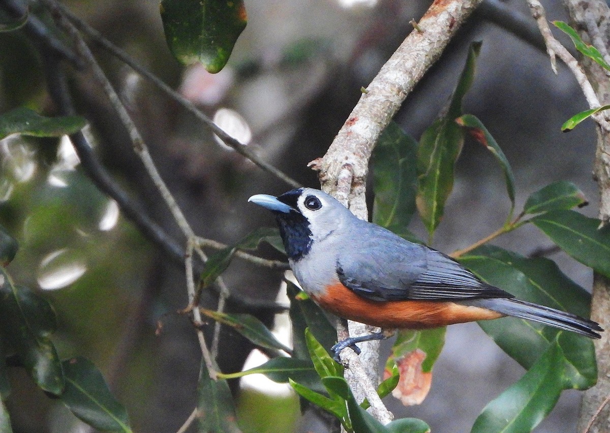 Black-faced Monarch - ML646468219
