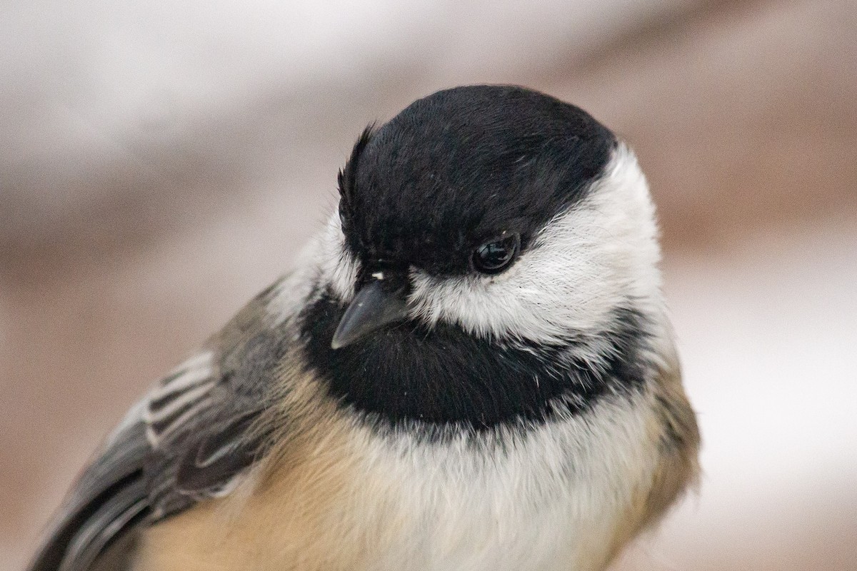 Black-capped Chickadee - ML646468220