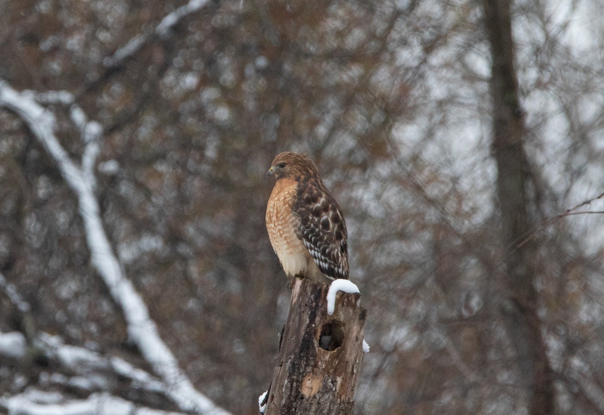 Kızıl Omuzlu Şahin - ML646468224