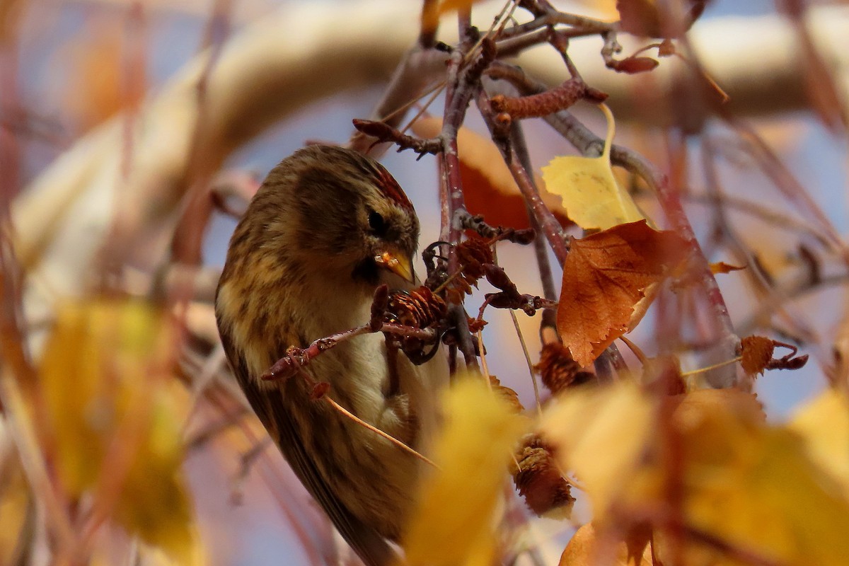 Redpoll - ML646468225