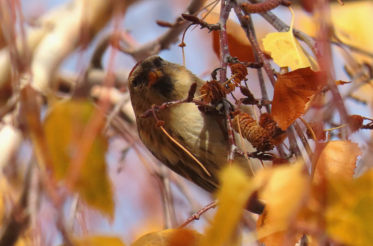 Redpoll - ML646468226