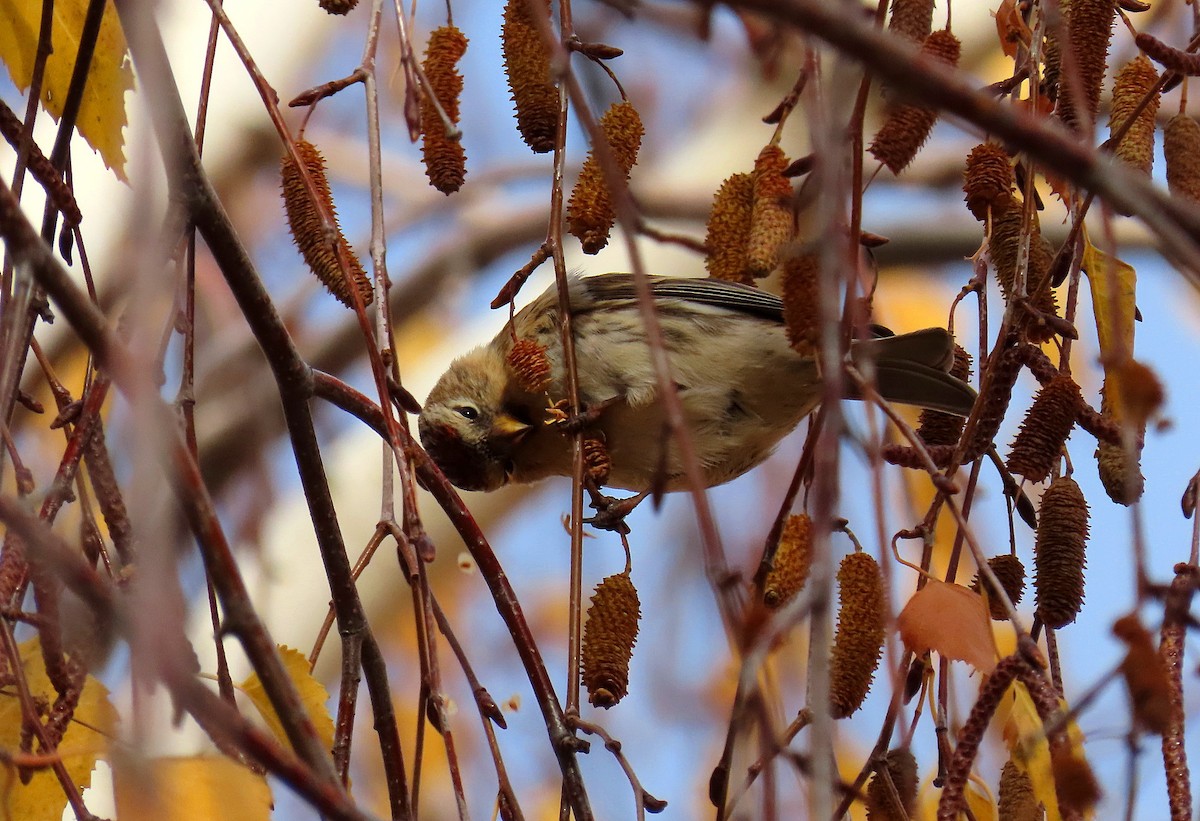 Redpoll - ML646468227