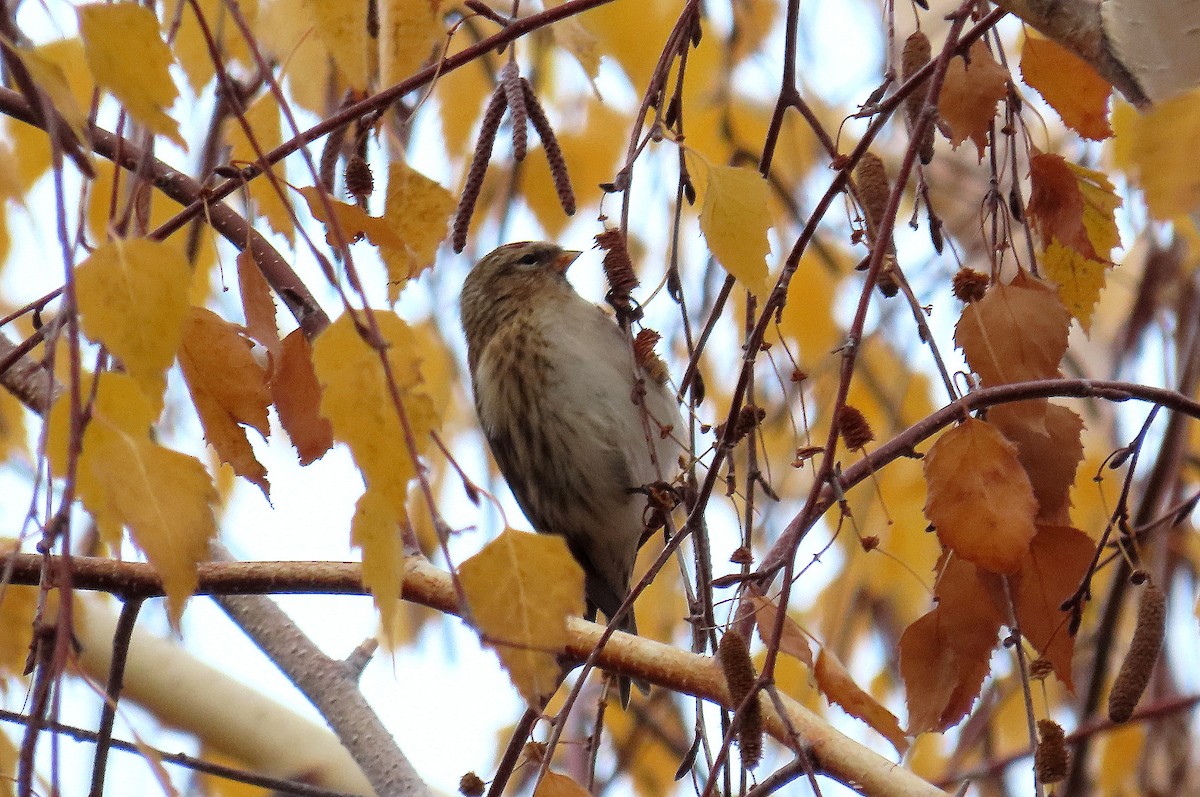 Redpoll - ML646468228