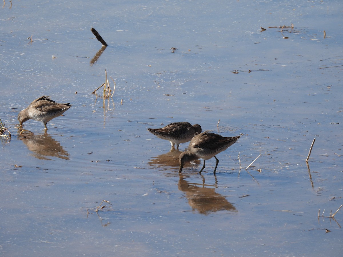 Long-billed Dowitcher - ML646468229
