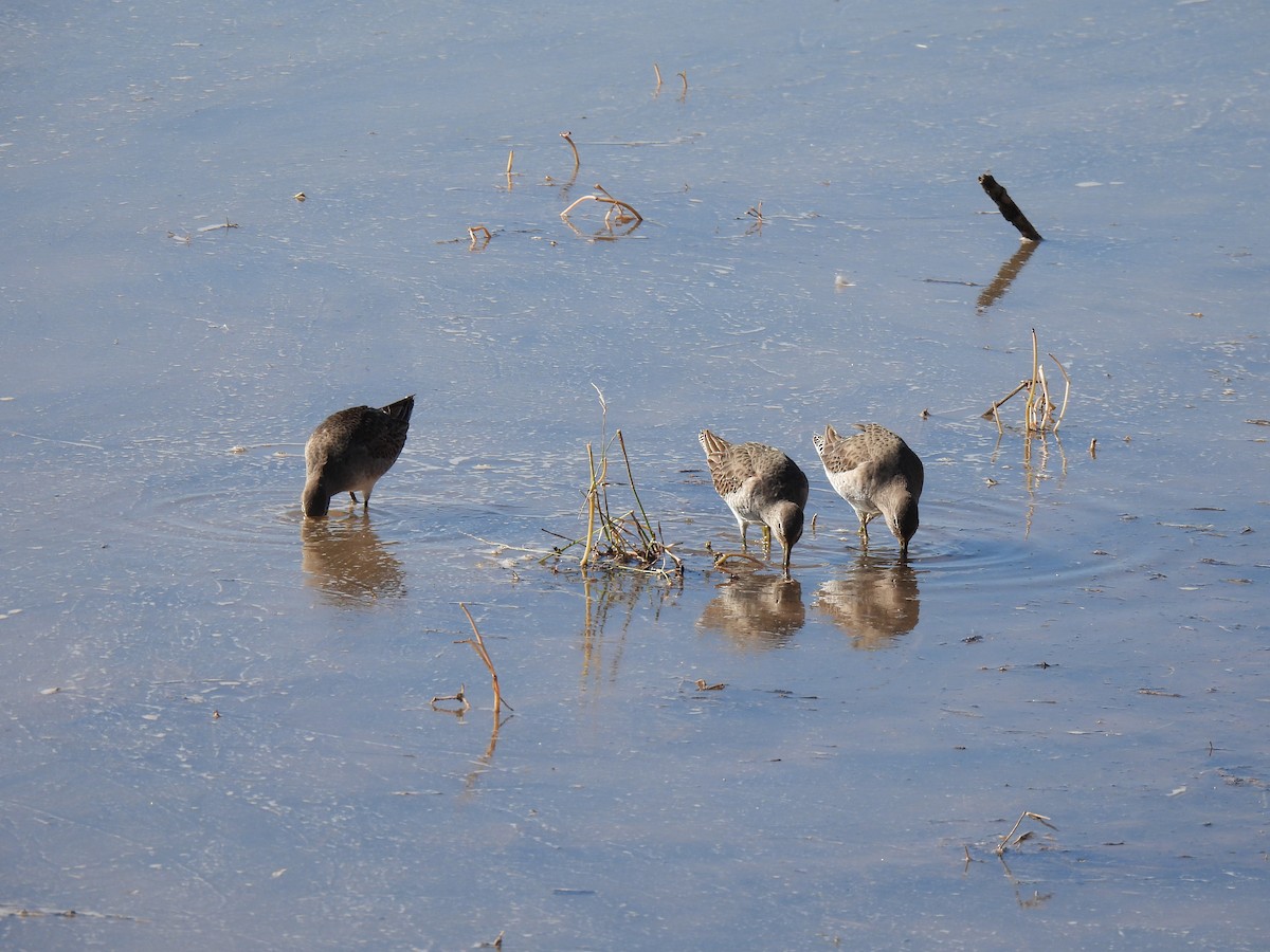 Long-billed Dowitcher - ML646468230