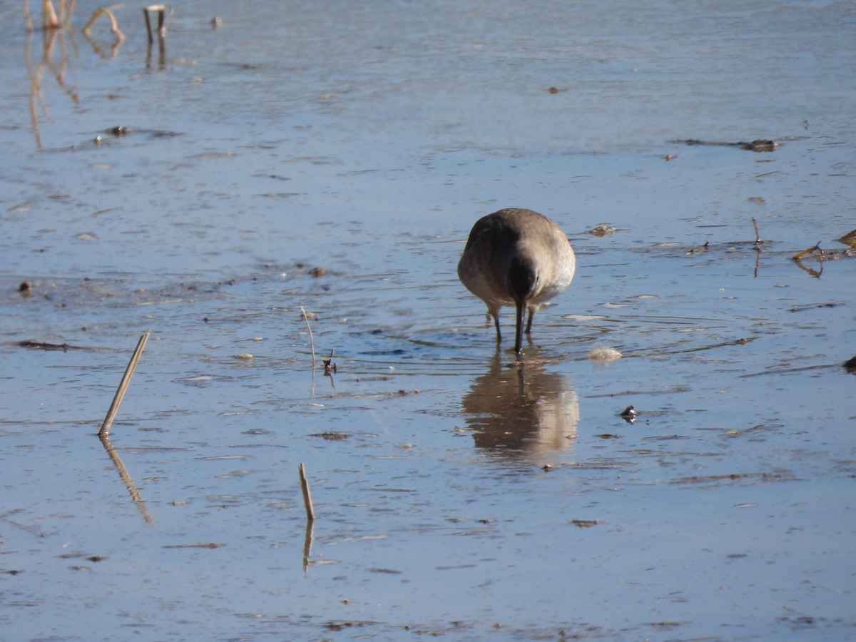 Long-billed Dowitcher - ML646468231
